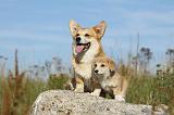 CORGI PEMBROKE 789